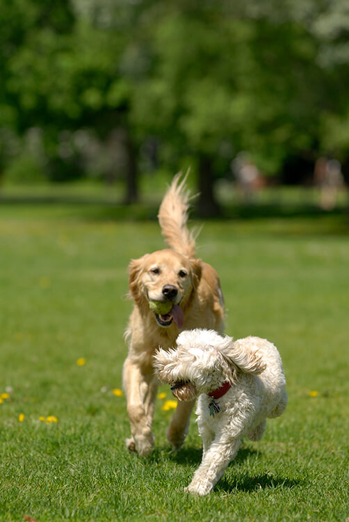 dog boarding crofton md