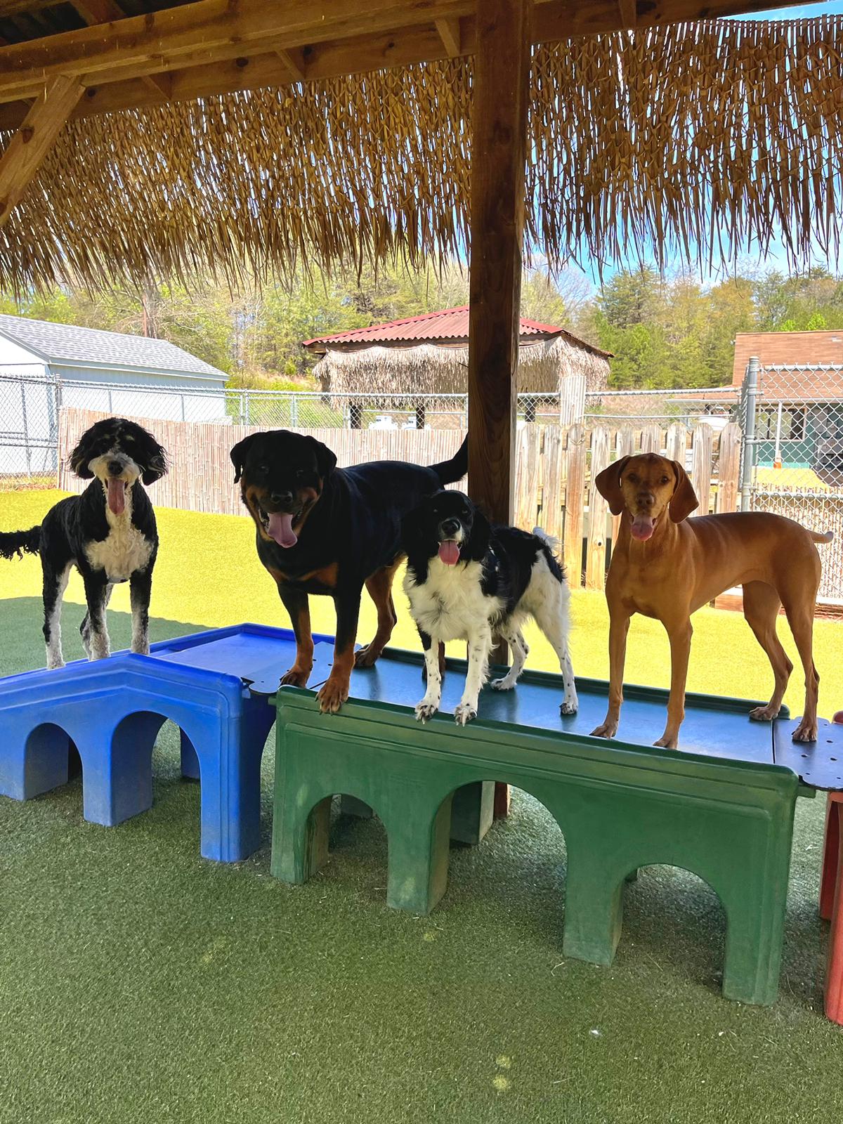 dog group photo for dog boarding page