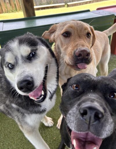 Group of dogs smiling for dog daycare page