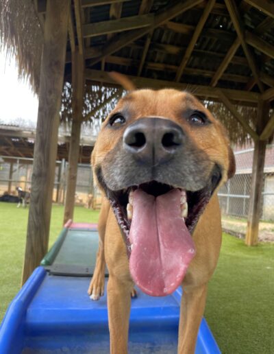 fun dog at dog daycare