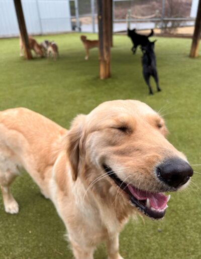 happy dog at dog boarding