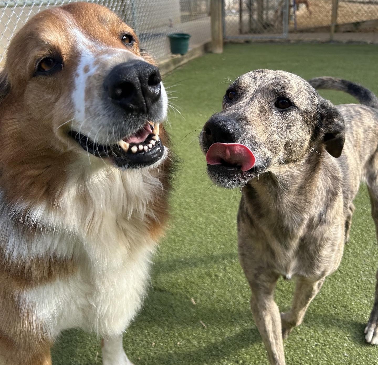 dogs smiling for dog daycare page