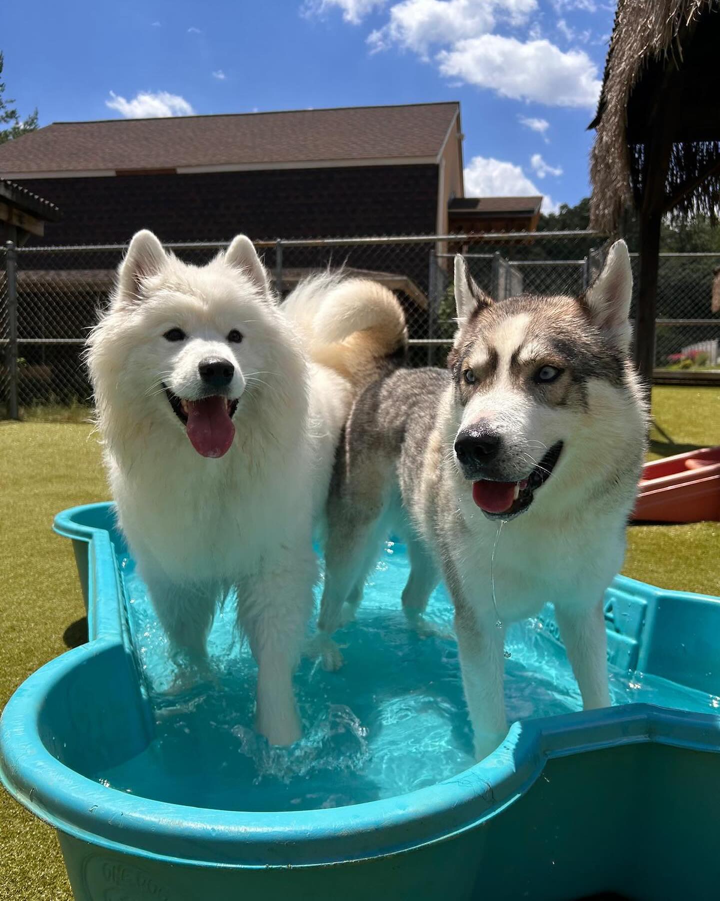 Two dogs in pool for dog daycare page