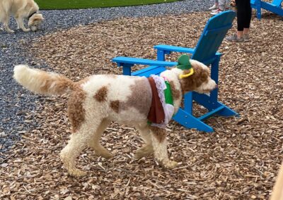 Barktober Fest 2021 at Happy Tails Pet Resort