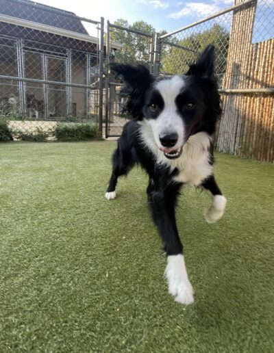 Dog Playing at Dog Boarding at Happy Tails Pet Resort