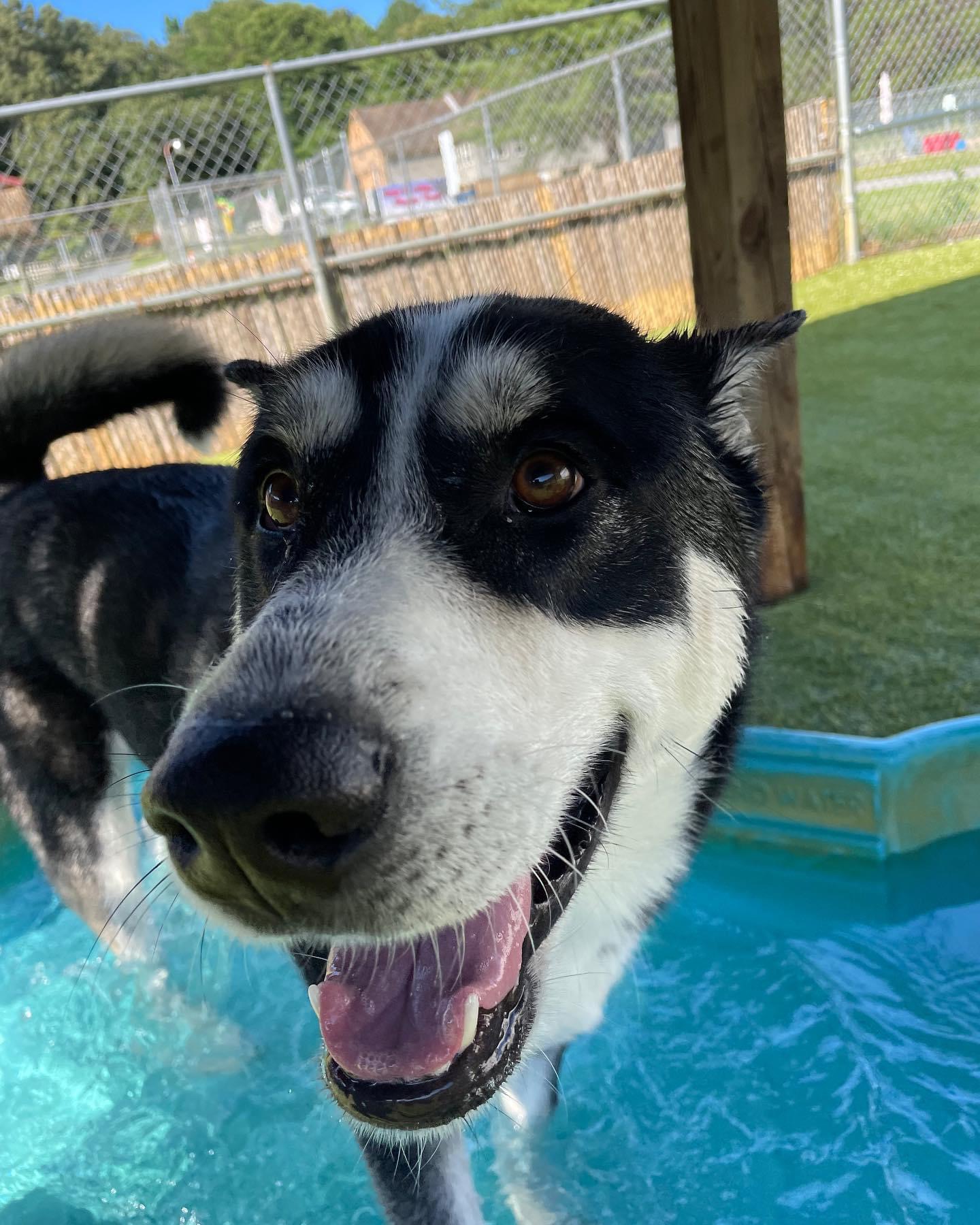 Dog Smiling in Pool at Dog Daycare at Happy Tails Pet Resort