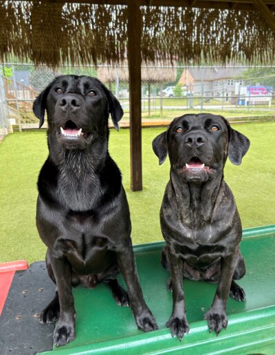 Dogs Sitting for Dog Daycare