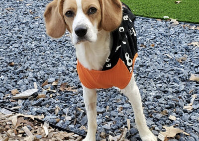 Howl-o-Ween 2021 at Happy Tails Pet Resort