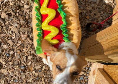 Howl-o-Ween 2021 at Happy Tails Pet Resort