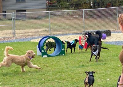 Howl-o-Ween 2021 at Happy Tails Pet Resort