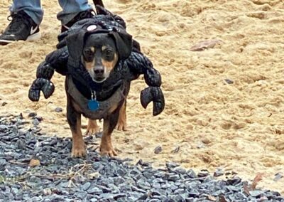 Howl-o-Ween 2021 at Happy Tails Pet Resort