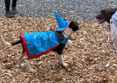 Howl-o-Ween 2021 at Happy Tails Pet Resort