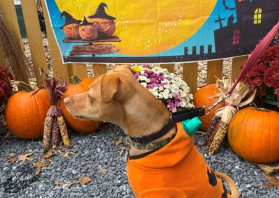 Howl-o-Ween 2021 at Happy Tails Pet Resort