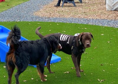 Howl-o-Ween 2021 at Happy Tails Pet Resort