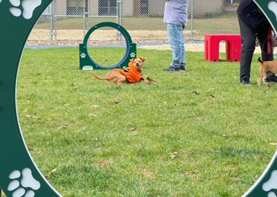 Howl-o-Ween 2021 at Happy Tails Pet Resort