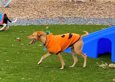 Howl-o-Ween 2021 at Happy Tails Pet Resort