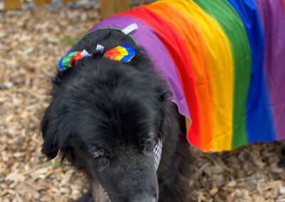 Howl-o-Ween 2021 at Happy Tails Pet Resort