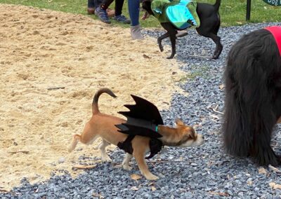 Howl-o-Ween 2021 at Happy Tails Pet Resort