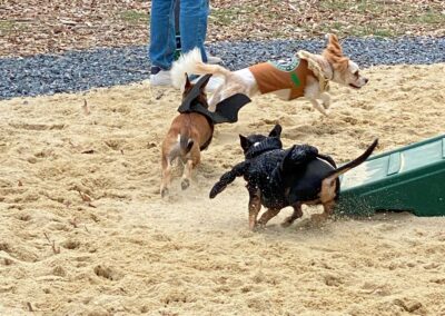 Howl-o-Ween 2021 at Happy Tails Pet Resort