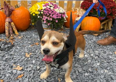 Howl-o-Ween 2021 at Happy Tails Pet Resort