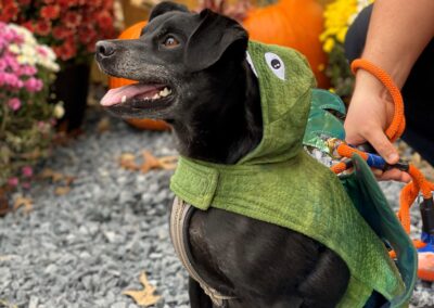 Howl-o-Ween 2021 at Happy Tails Pet Resort