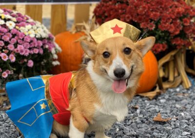 Howl-o-Ween 2021 at Happy Tails Pet Resort