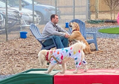 Paw Festival in the Park 2021 at Happy Tails Pet Resort