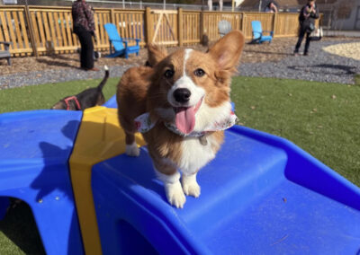 Paw Festival in the Park 2021 at Happy Tails Pet Resort