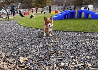 Paw Festival in the Park 2021 at Happy Tails Pet Resort