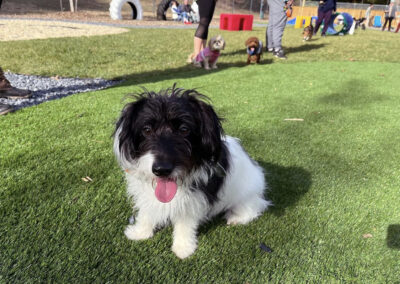 Paw Festival in the Park 2021 at Happy Tails Pet Resort