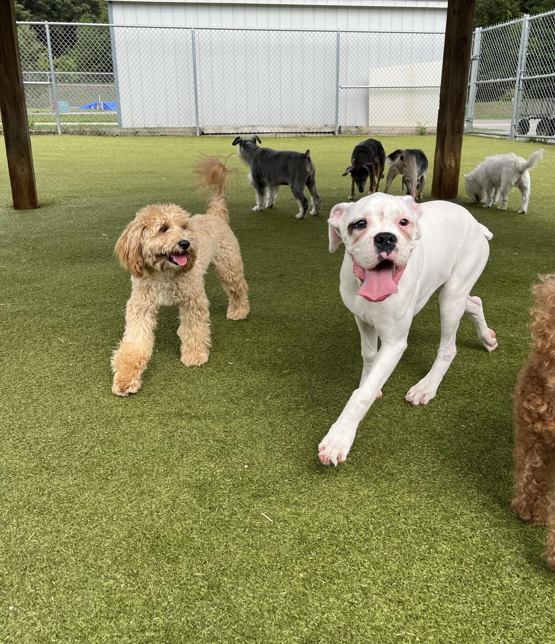 Puppy for Puppy Socialization at Happy Tails Pet Resort