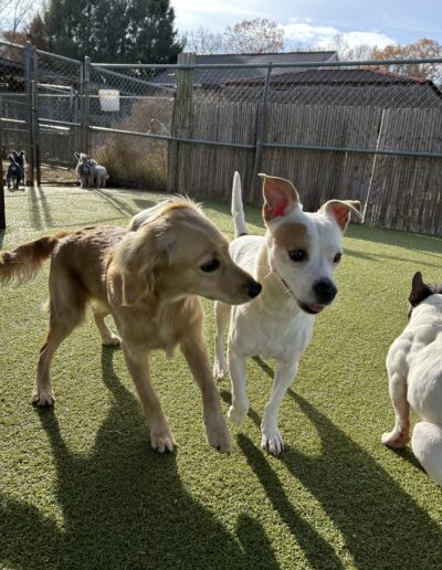 Puppy for Puppy Socialization at Happy Tails Pet Resort