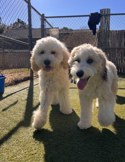 Puppy for Puppy Socialization at Happy Tails Pet Resort