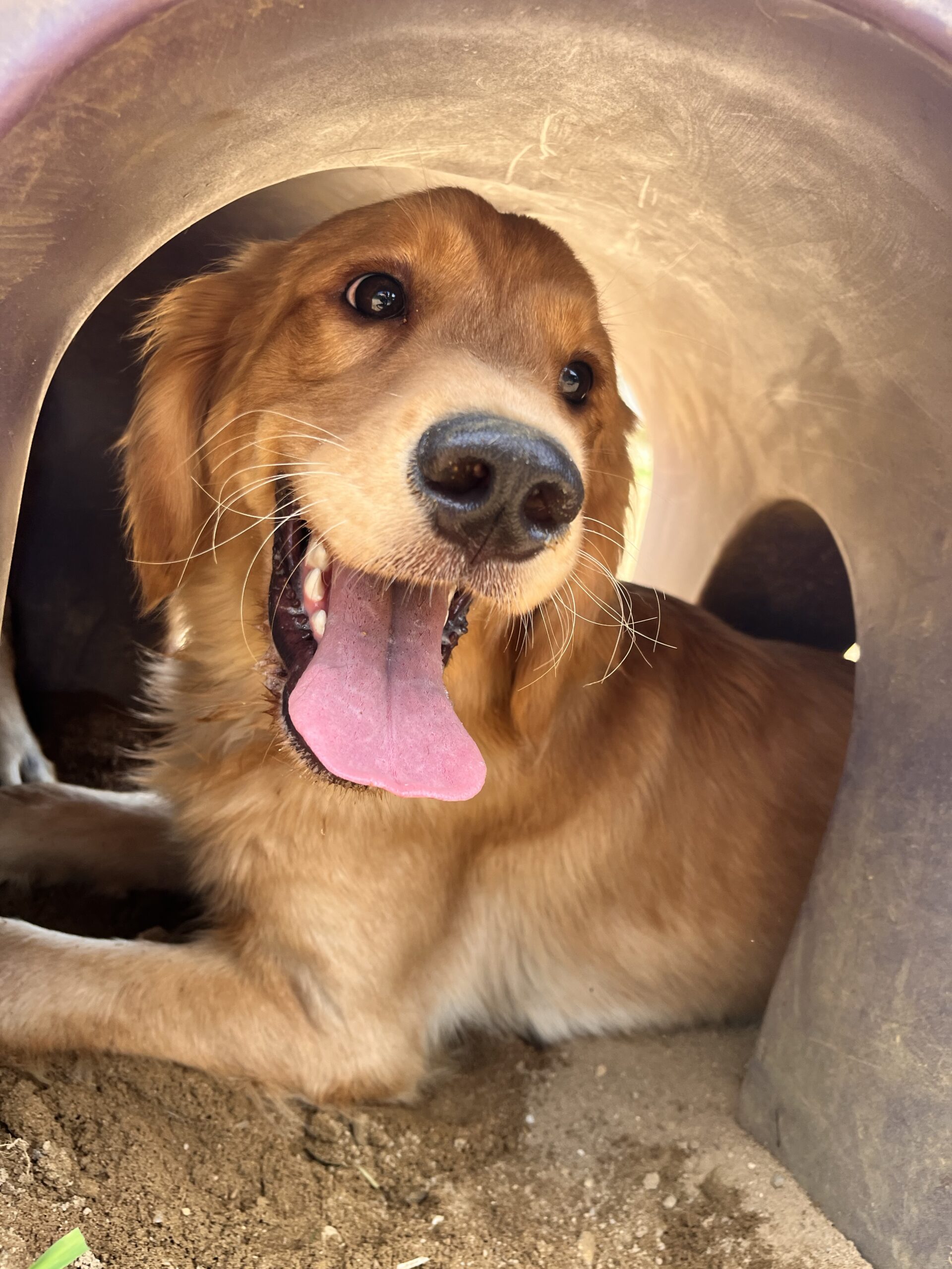 Puppy for Puppy Socialization at Happy Tails Pet Resort