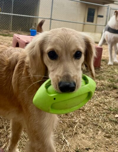 Puppy for Puppy Socialization at Happy Tails Pet Resort